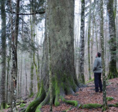 Tallest fir tree in Slovenia